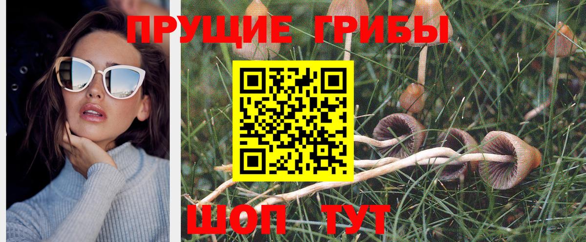 Галлюциногенные грибы Cubensis Котовск